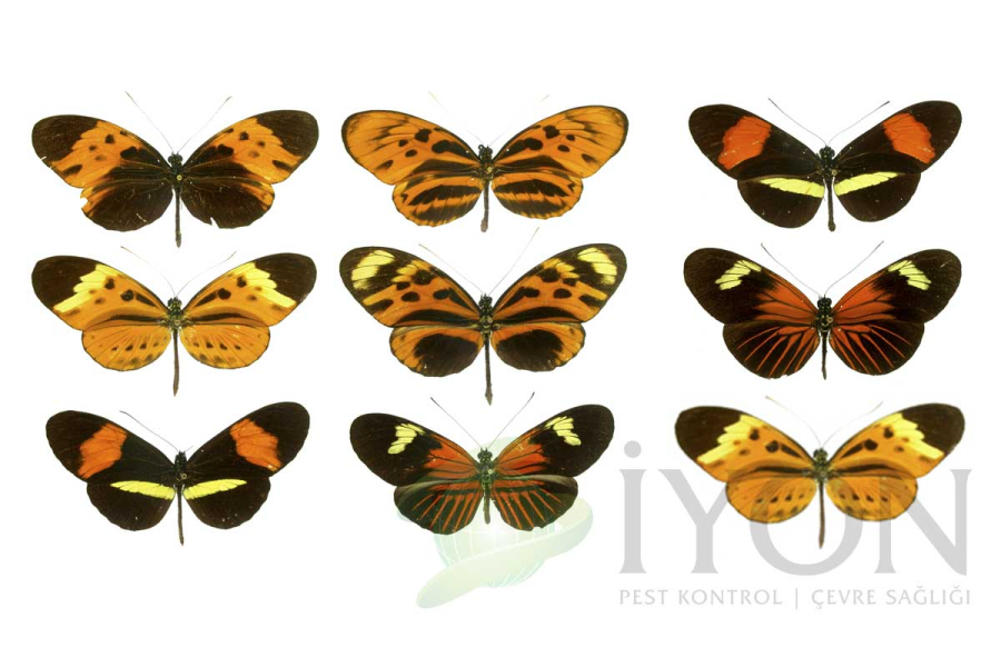 Heliconius Kelebekler