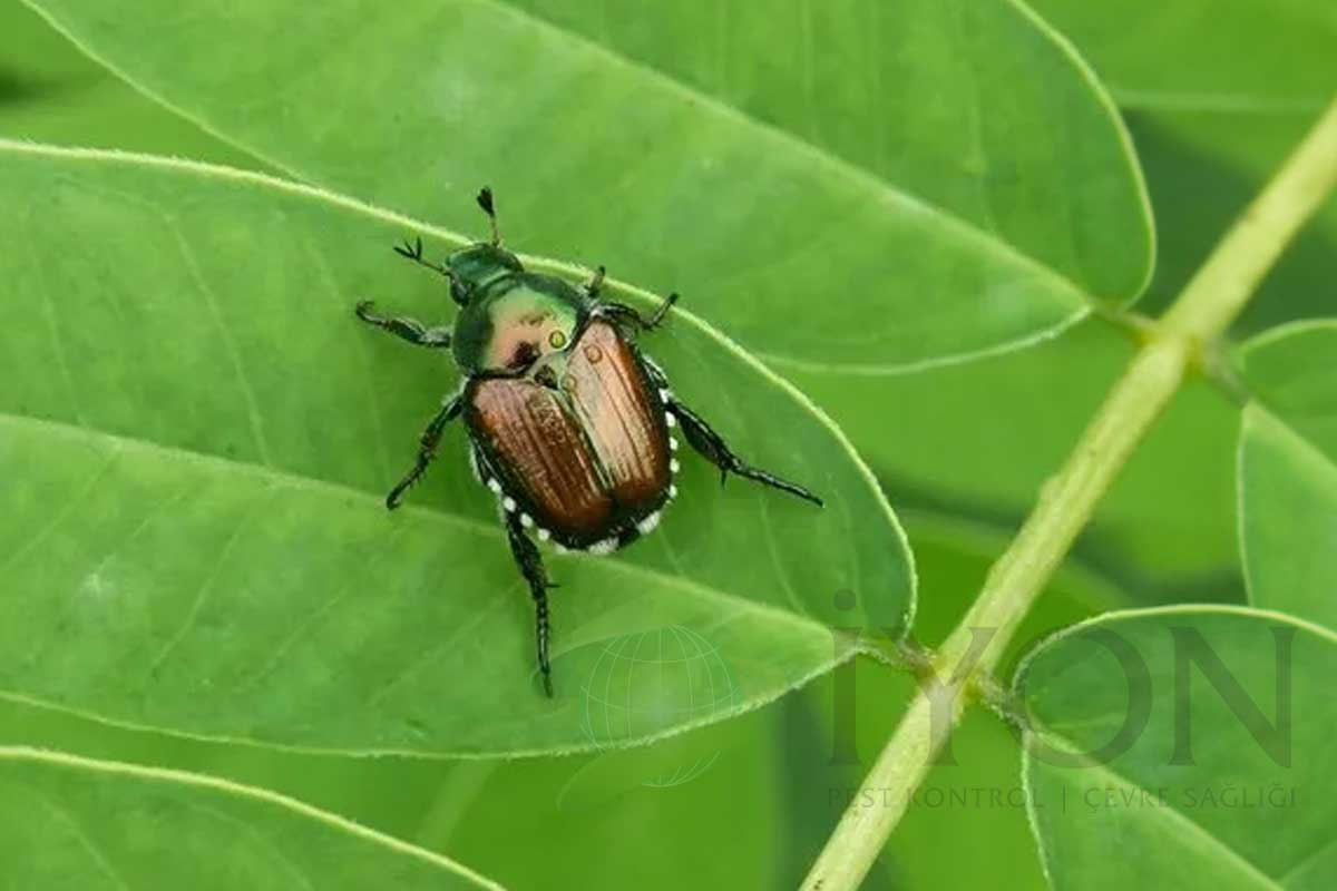 Japon böceği