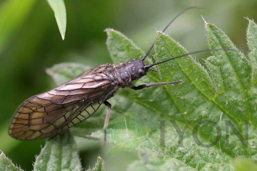 Alderfly