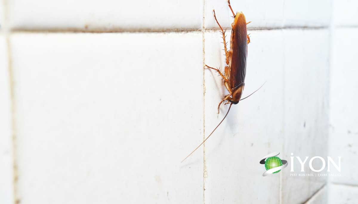 Evde Hamam Böceği Neden Olur