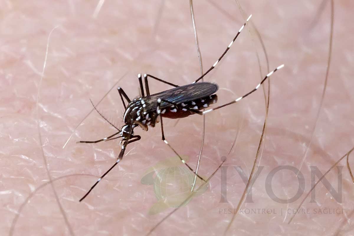 Aedes, Asya Kaplan Sivrisineği ve Sarı Humma Sivrisineği