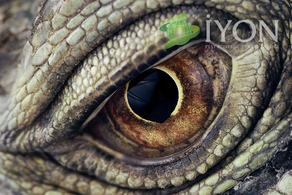 Sürüngenlerin Özellikleri