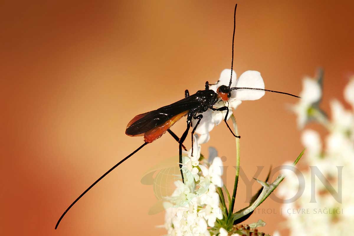 Braconid Eşek Arıları