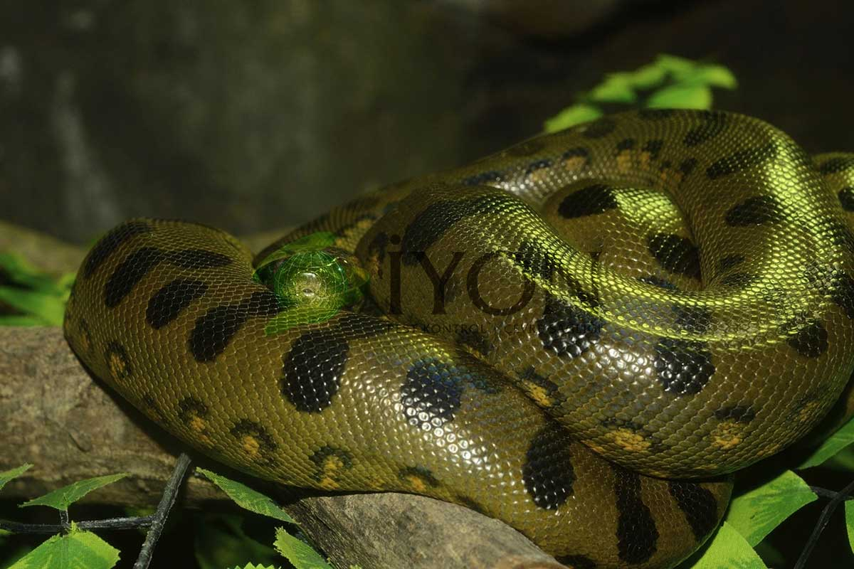 Yeşil Anakonda
