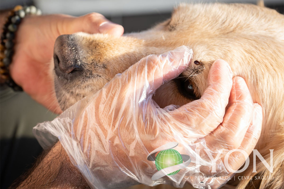 Köpeğimde Kene Var Ne Yapmalıyım?