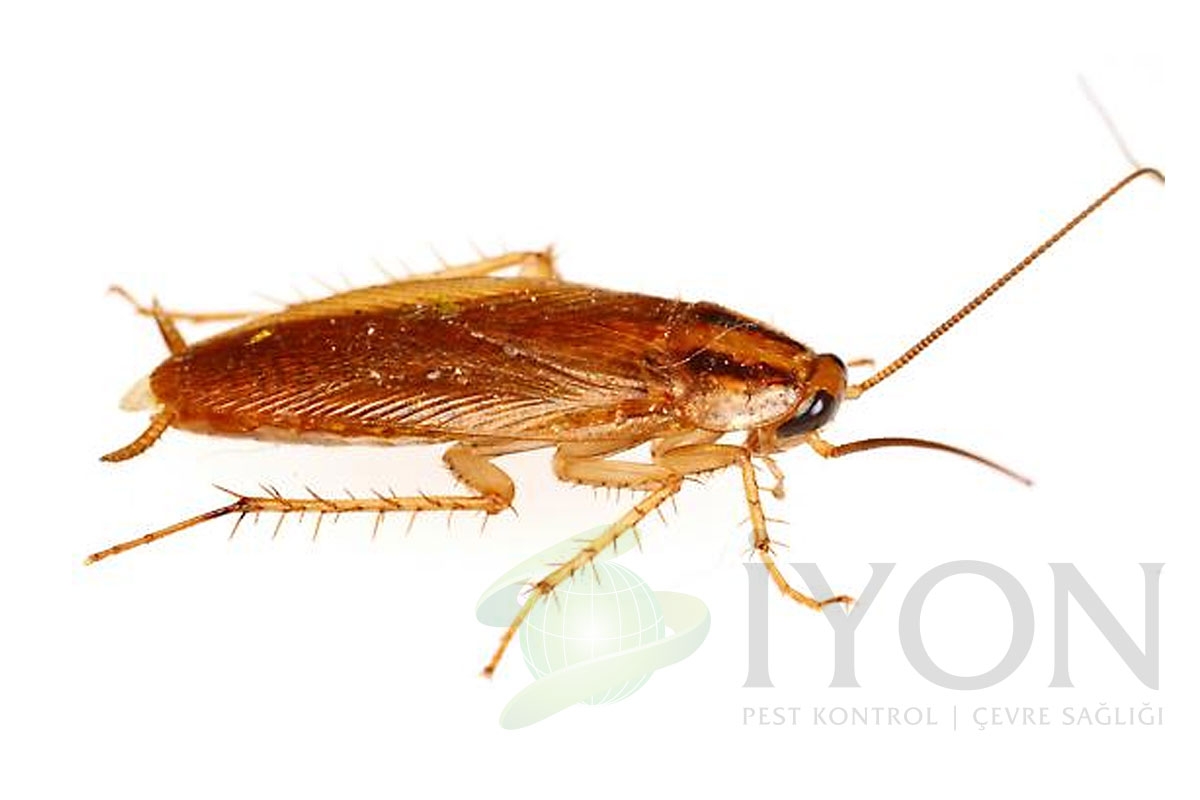 Kalorifer Böceği (Alman Hamam Böceği)