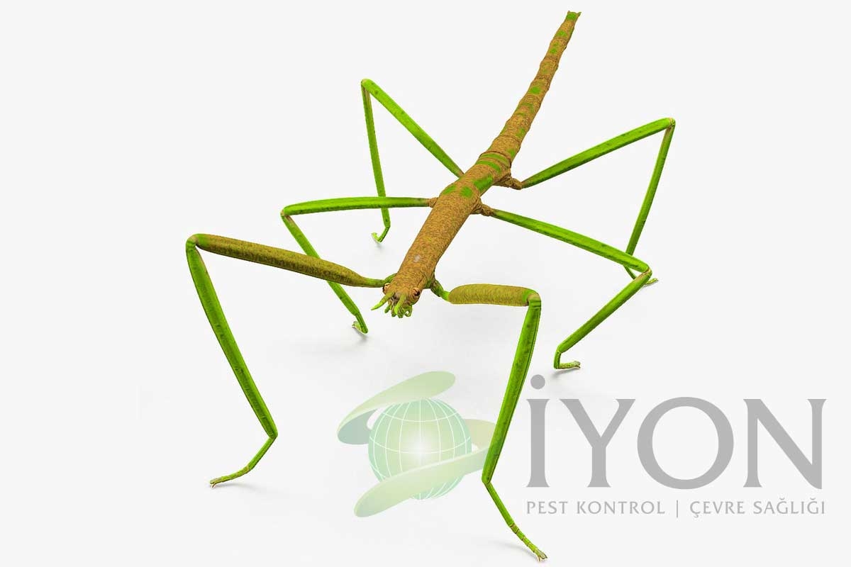 Değnek Çekirgeleri