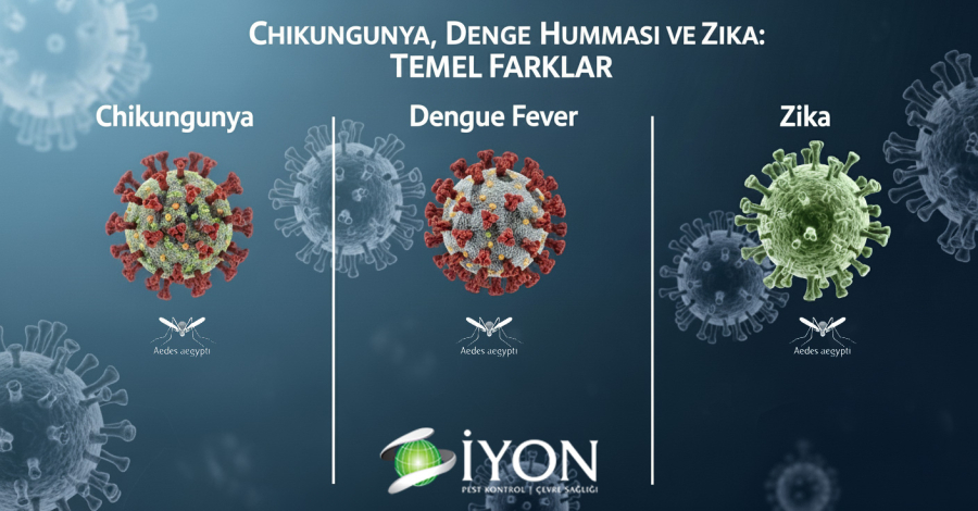 Chikungunya, Dang Humması ve Zika: Temel Farklar