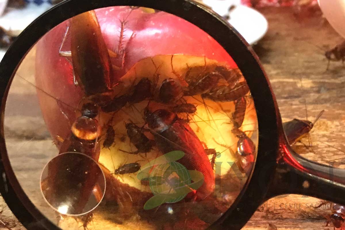 Hamam Böceği Pisliğini Nasıl Ayırt Edersiniz?