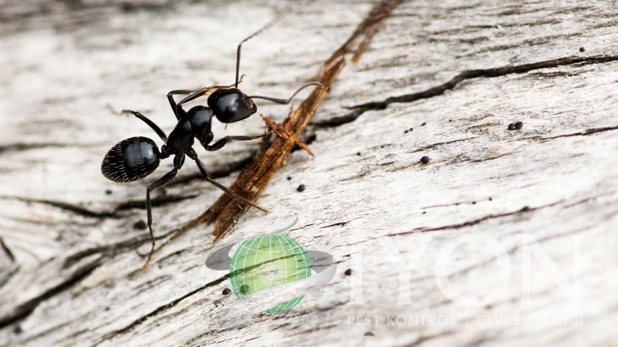 Karıncaları Evinizden Uzak Tutmanın 20 Yolu