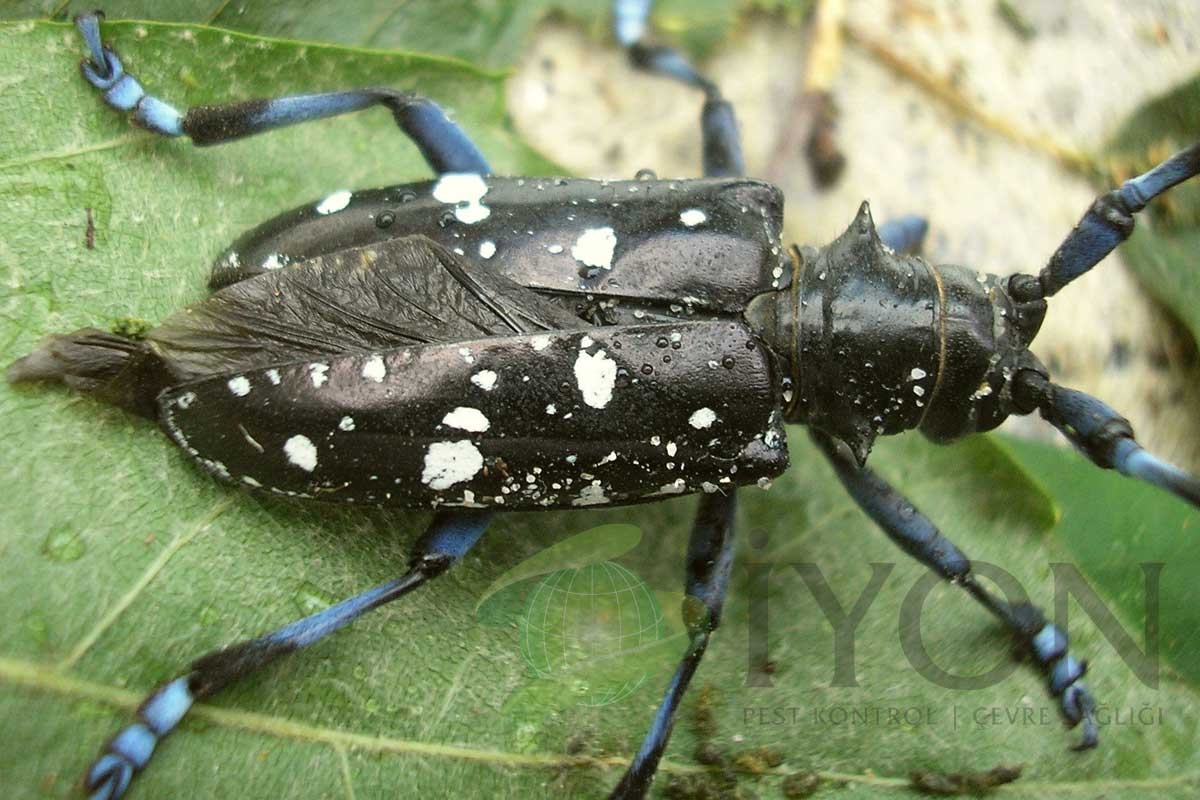 Teke Böceği